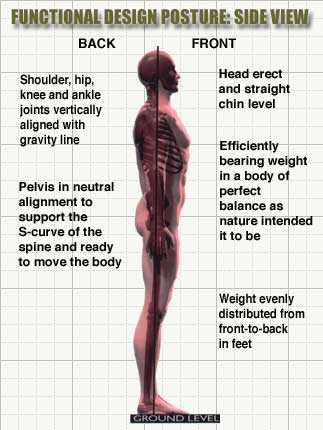 Correct postural alignment, side view