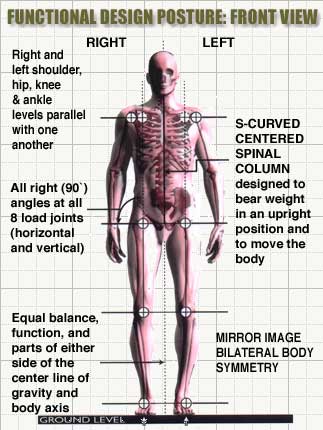 Correct postural alignment, front view