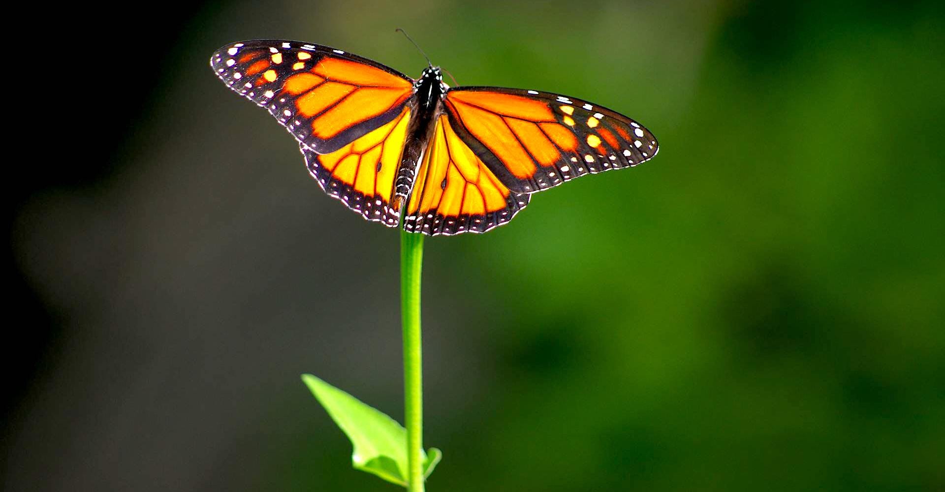Butterfly-Transformation-Rapid-Results Use the Yuen Method to transform effortlessly like the butterfly